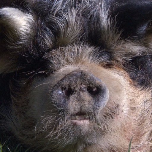 BenBrubby's profile picture. iz meh MaRiO