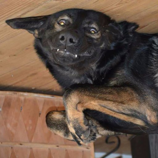 ThorinGShepherd's profile picture. Funny and cute animal videos!😍