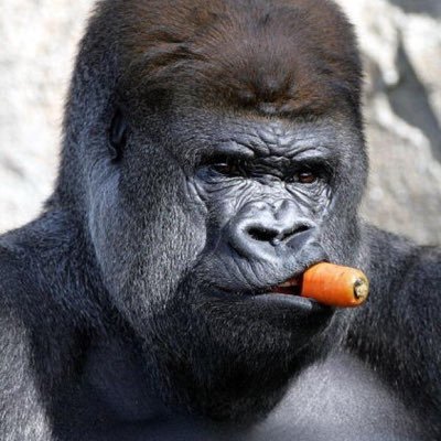 Gorilla H. Grump 🙈🙉🙊 (@GorillaGrump) | Twitter