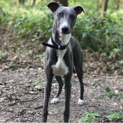 Enjoy baking and walks with my whippet Stanley. Mother of three girls, wife to one man. Refuge support worker for Solace Women's Aid.