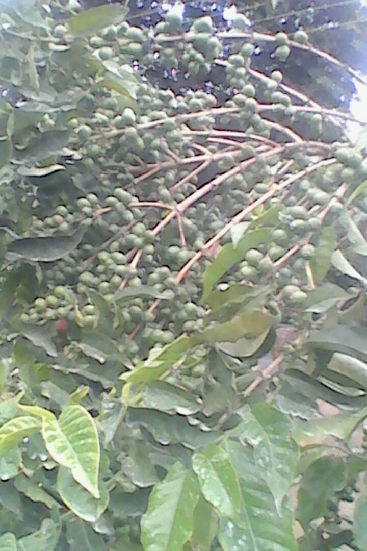 tekangu1's profile picture. is a coffee coop society with Tegu, Karogoto,ngunguru and Wakamata factories