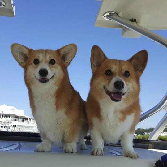 buddyandfoxy's profile picture. @imsva1979 mascots Buddy and Foxy are two curious #corgis ready to share their adventures with you.