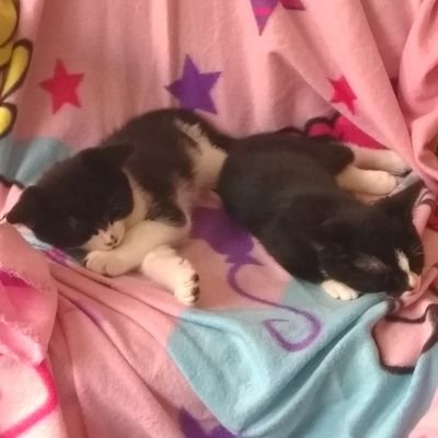 jordansnelling's profile picture. Has two adopted shelter kittens, Ash and Birch.