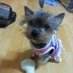 요끼송이 (@dill5414) Twitter profile photo 요끼송이 (@dill5414) Twitter profile photo