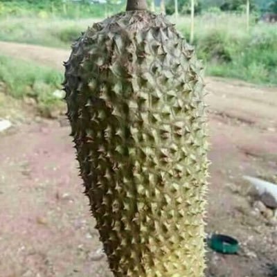 adhynegra's profile picture. 