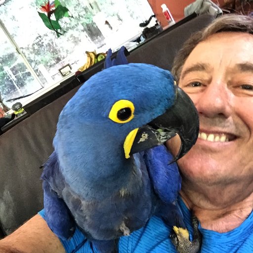 owning a macaw