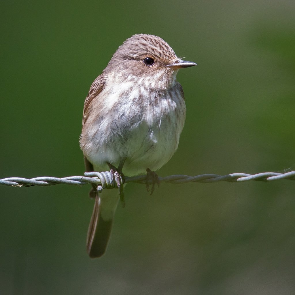 An account dedicated to our beautiful but declining summer migrant the Spotted Flycatcher (Muscicapa striata). Tweet us your UK sightings and photos.