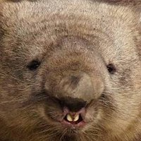 かねだのあさみっち (@fuooooy) 's Twitter Profile