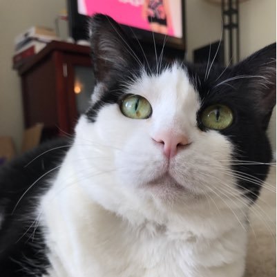 Nibbler_Cat Profile Picture