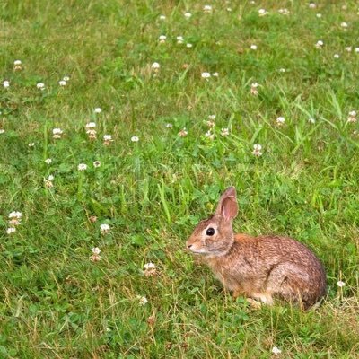 DM or tweet us pics of the beloved EC Quad bunnies you have spotted. Pics of moose🐶and the JYC mice🐀also welcome! Happy spotting!!🐰🐰🐰
