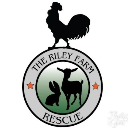 A 501c3 Rescue Sanctuary for farm animals. Providing a safe & loving environment for these deserving animals.VEGAN FOR THEM💚 https://t.co/CFSRJzDXIZ