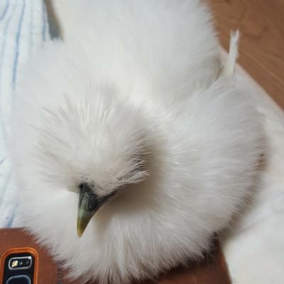 2017年4月3日から烏骨鶏を飼い始めました。白いホワホワがみつばちゃん(六歳)で、黒いフワフワがくろみちゃん(六歳)です。