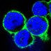 Luftig Lab (@theluftiglab) Twitter profile photo Luftig Lab (@theluftiglab) Twitter profile photo