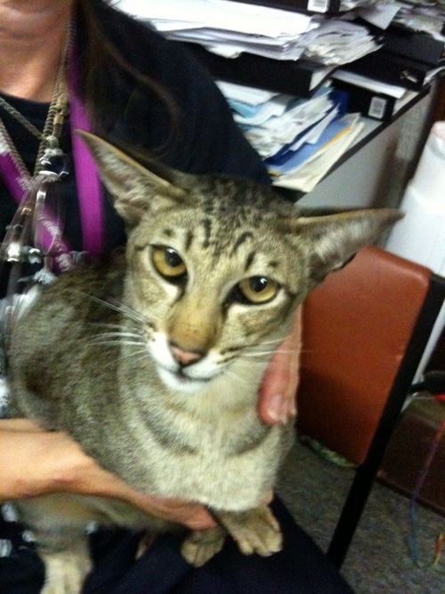 CCCRex's profile picture. a wise male cat, determined to fight for mandatory de-sexing to save lives of abandoned cats
http://t.co/ucwYOygaci