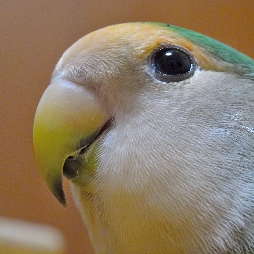 ピーたん コザクラインコ ピーたんは男の子 女の子 最近体重が増えた まさか卵産む気じゃないよね T Co Ilu5cagyro インコ コザクラインコ 性別 ピーたん コザクラインコ ピーたんは男の子 女の子 最近体重が増えた まさか卵産む気じゃないよね T Co Ilu5cagyro インコ コザクラインコ 性別
