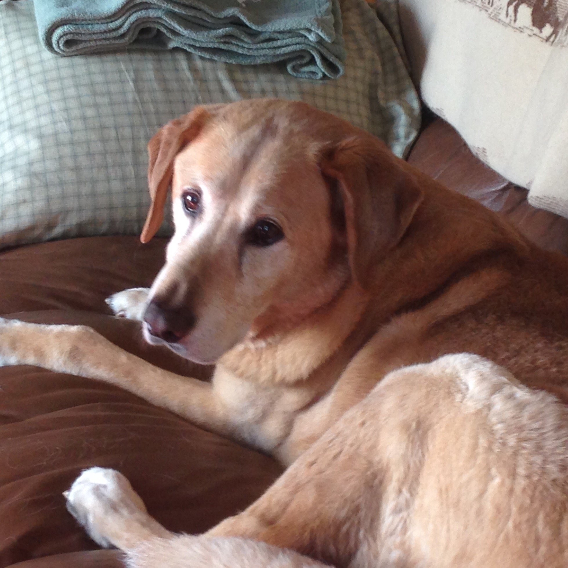 SaraSmegoCarter's profile picture. Be truthful, gentle, and fearless 
                                              ~ Ghandi