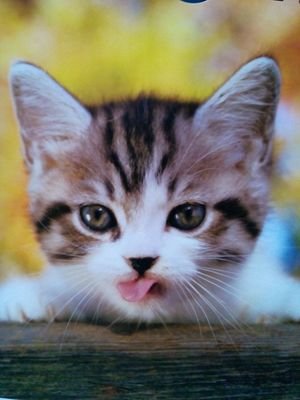 別府敏子 Bpptshk Twitter 別府敏子 Bpptshk Twitter