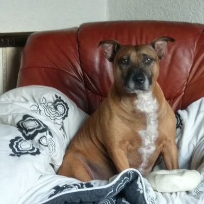 clockmaker lover of all things dogs and gardens and nature in general