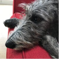 Caroline Barnett (@carolinehannahb) 's Twitter Profile