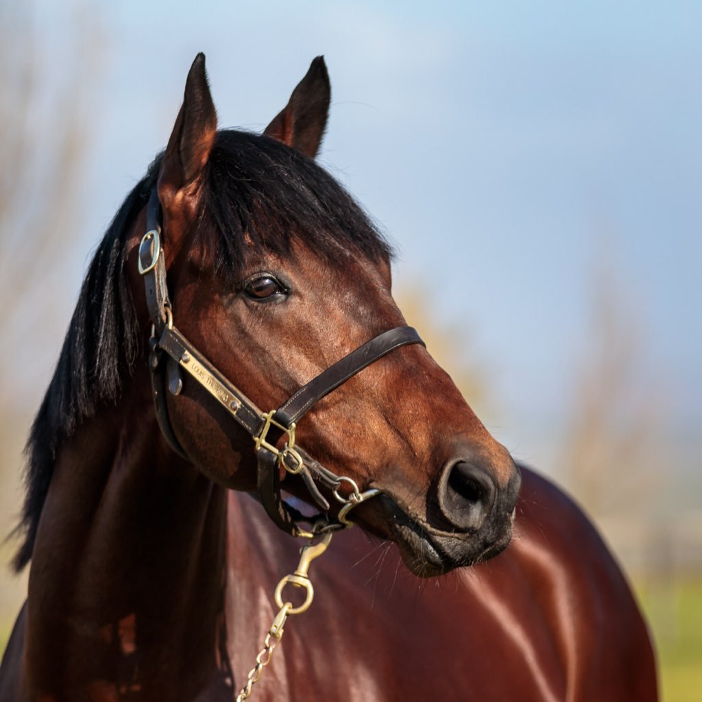 Only South African Triple Crown winner at stud. Triple G1 winner incl Classic, Derby, & Summer Cup. Standing at Sorrento stud farm, managed by @kjbloodstock