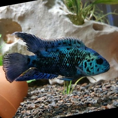 HisFishHerFish's profile picture. He loved fish. She liked fish. He made a room of their home into "his" fish room. Now she loves fish, and half of the fish room is hers! :-o
And so it begins...