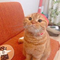くみ (@minami4889) 's Twitter Profile