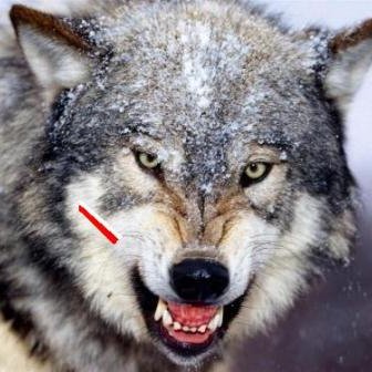 c9_mirek's profile picture. 'Kiedy Bóg jest na pierwszym miejscu, wszystko jest na swoim miejscu'..
#PociągPrawych #ZawszeZaPolską