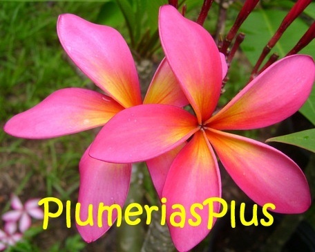 ALOHA! We are a small, family owned and operated nursery specializing in Plumerias. Join us in enjoying these true pleasures! ~ Mahalo