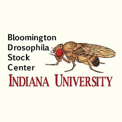 The Bloomington Drosophila Stock Center collects, maintains and distributes Drosophila melanogaster strains for research.