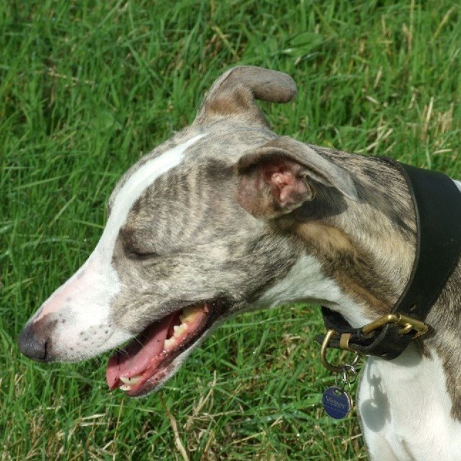 Whippets Against Fracking. Barking mad about the threat of fracking! Prefer clean air and water to breathe & drink. Socialism not liar Starmer. Woke as Fuck.