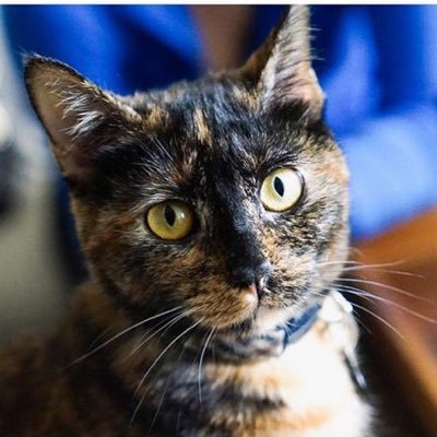After her daughter is featured on #catsofinstagram and taken to LA, a worried cat mother sets out on a journey to bring her home.