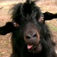 Crazy Eyed Goat(@CrazyEyedGoat) 's Twitter Profile Photo