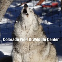 CO Wolf & Wildlife(@Wolves_at_CWWC) 's Twitter Profile Photo