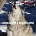 CO Wolf & Wildlife (@Wolves_at_CWWC) Twitter profile photo