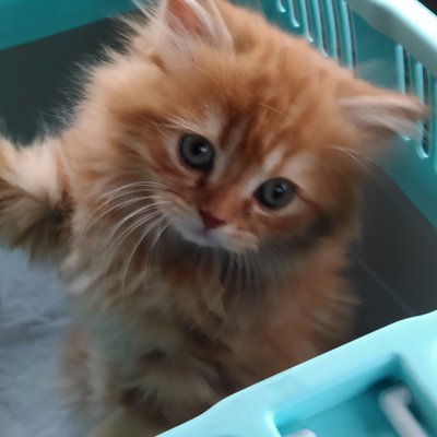 ひろっち (@Hiroch521_511) / Posts / X