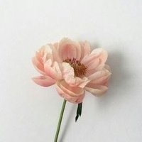 🎈 (@tweetsemuaa) 's Twitter Profile Photo