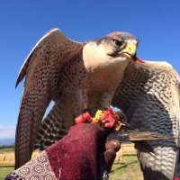 stooper_vet (@stoopervet) Twitter profile photo