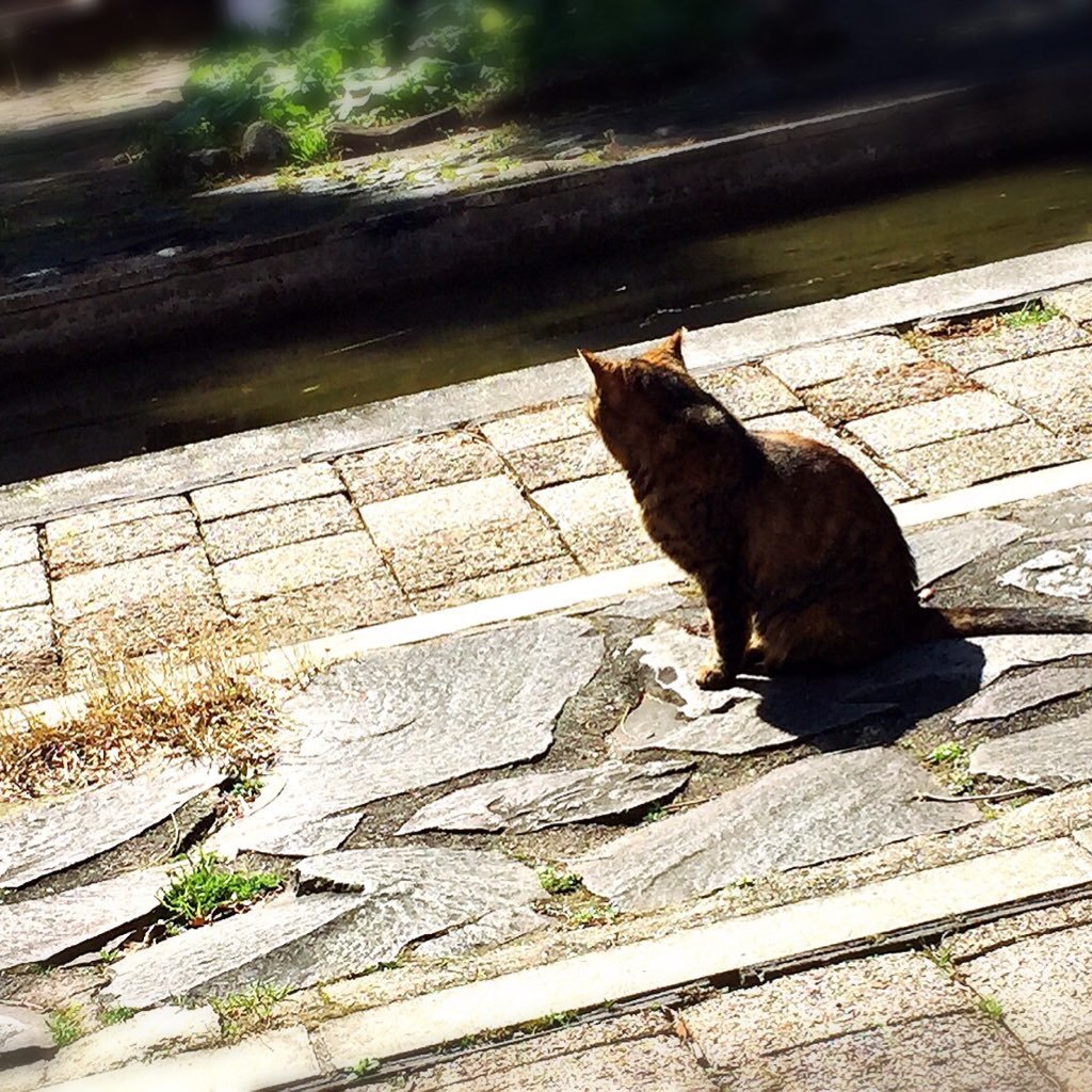 ねこまふまろさんのプロフィール画像