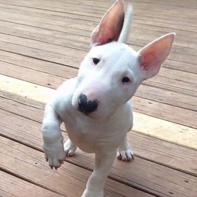 bull terrier lovers