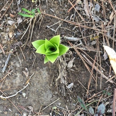 kiyuki_sumw's profile picture. 21歳 学生 プログラミング初心者 toeic840 東北でぼっち 友達ゆるぼ