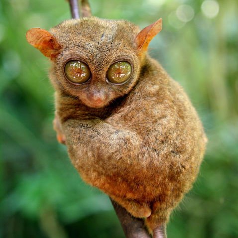 howitcomess's profile picture. Hello! How TO Channel is a channel that showing you about the real life activities in rural. You will know how do people in rural are living.