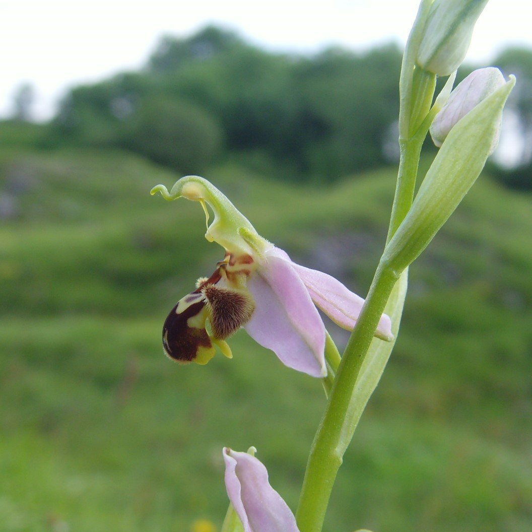 avonorchids's profile picture. Embrace the infinity within you