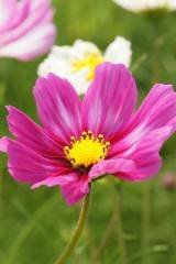 Gr7aao0fb6mMZ2j's profile picture. 好きな花  コスモス🌼風に揺れる様が大好き❗あと  レンゲ  チュー リップ  ユリ  🌷
   
佐野元春が 大好き💖💖   鳥谷敬さんのファンです💖   あと息子の影響もあるけど
てち  のファンです❤️