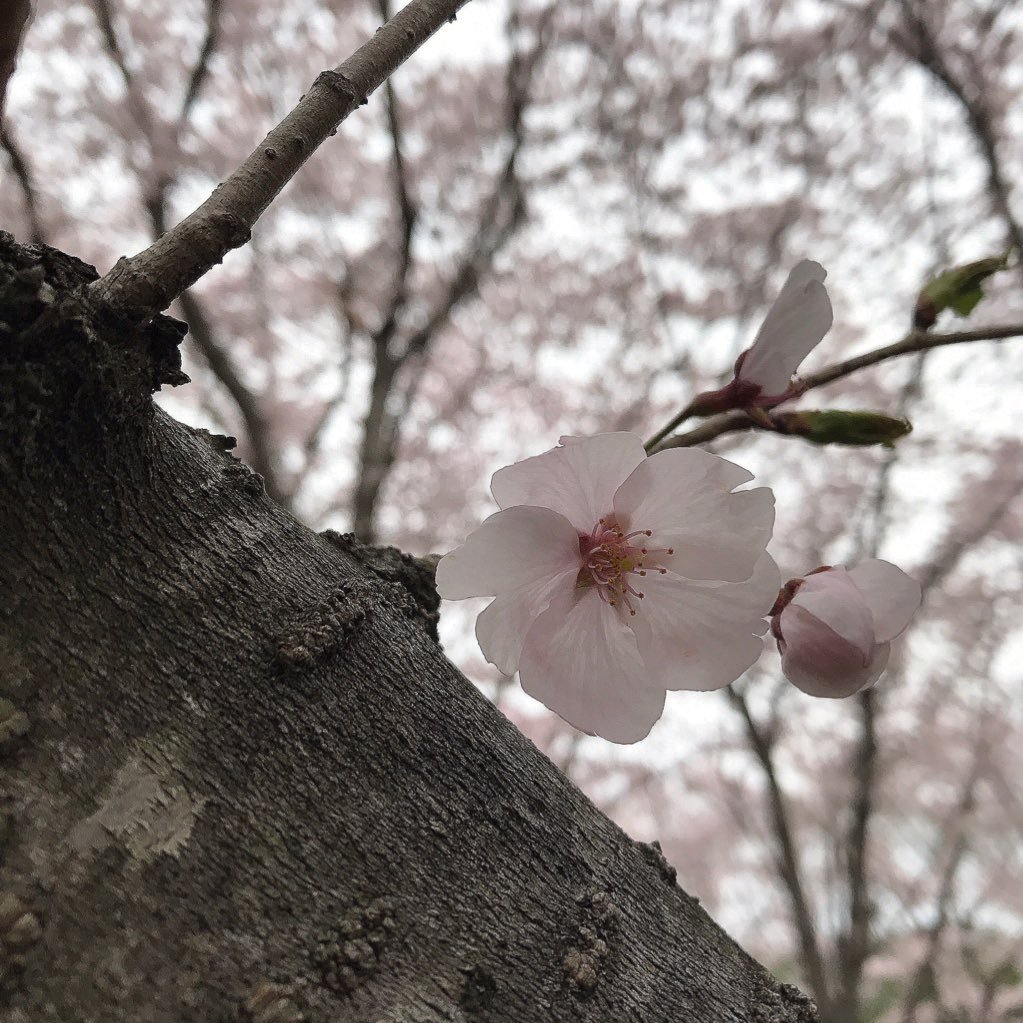 今を大切に。　　　　　　　　　　　　　　　　　　　　　　　　　　　　　　　　　　　　　　　　　　　　　　　　　　　　　　　　　　　　　　　　　　　　　　　花鳥風月
　皆様の素敵なお写真にいつも癒されています⑅⃟