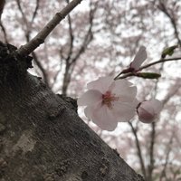 丹波子(アイコンも変更しました (@ffkumii) 's Twitter Profile