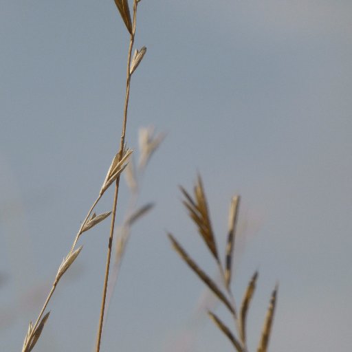 The Centre of Excellence for Sustainable Food Systems at the University of Liverpool. Cross cutting centre for research & training in sustainable food systems.