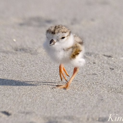 Piping Plovers on busy Good Harbor Beach Gloucester MA (Fledged: 2024-TBA, 2023, 2022-5 🐤! 21-1, 20-1, 19-3, 17-1), & Cape Hedge Rockport (2021-1 ) Volunteer!
