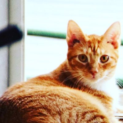3🍊😻living life w/ our👬😘 Nacho 🏠 7/1/16 Queso 🏠 10/25/17 Mango 🏠 10/23/18 We needed a new 🏠 so here we are! Spreading #PAWSITIVITY to the🌎