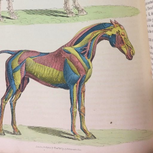 The Equine History Collective promotes equids as a lens for trans-regional history & serves as an interface for humanities, sciences, & social sciences research