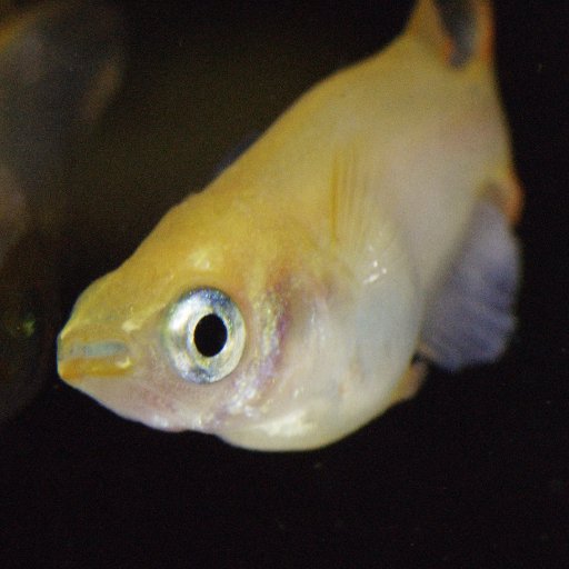 latipes's profile picture. I have been studying the molecular basis underlying social competence in medaka fish.